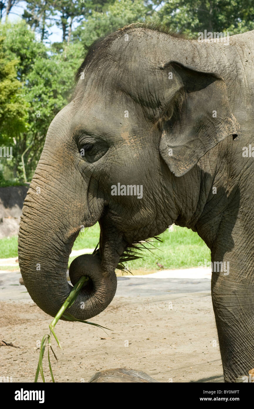 Tête et du tronc abattu d'un éléphant d'Asie manger une branche. Banque D'Images