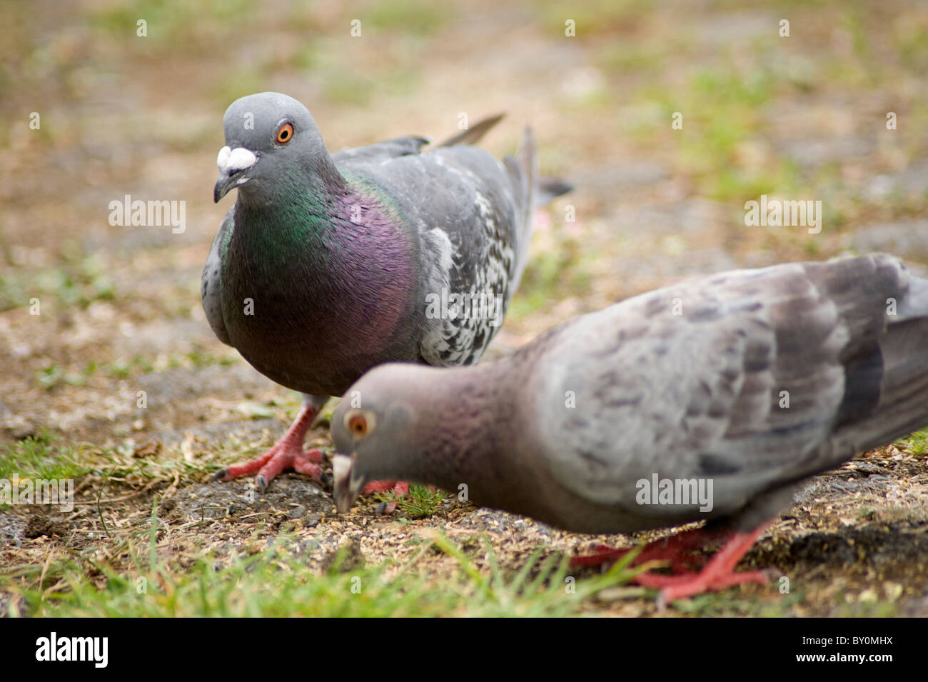 Une paire de pigeons sauvages se nourrissent de graines d'oiseaux sauvages Banque D'Images