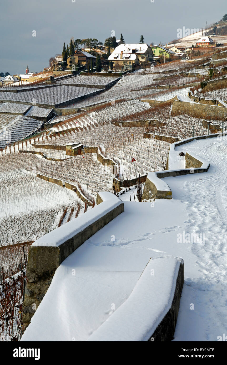Vignobles en terrasses dans le site du patrimoine mondial de l'Lavaux près de Rivaz sur une froide journée d'hiver, cantone de Vaud, Suisse Banque D'Images