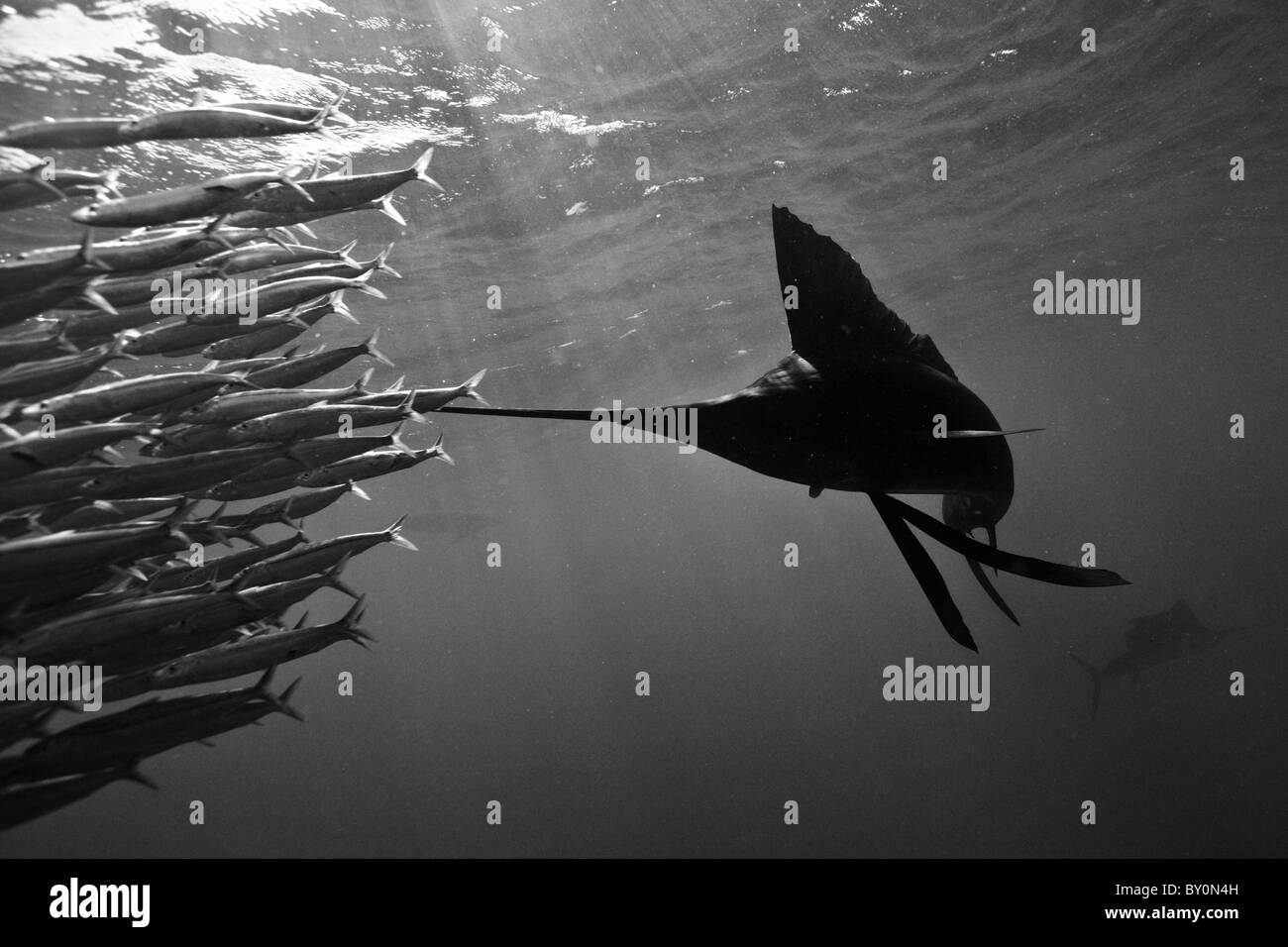 Troupeau de voiliers de l'Atlantique des sardines, Istiophorus albicans, Isla Mujeres, péninsule du Yucatan, la mer des Caraïbes, Mexique Banque D'Images