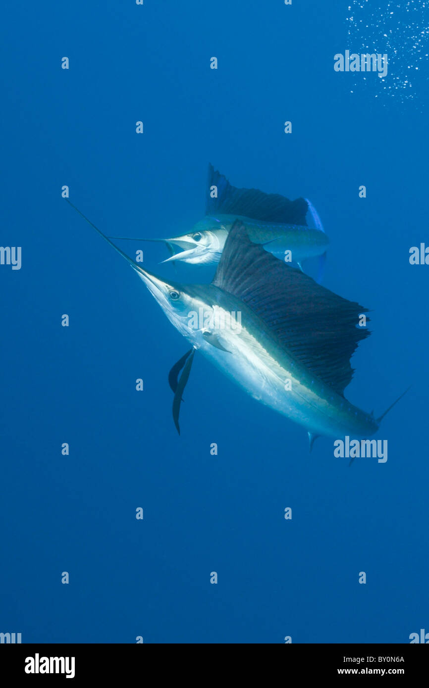 Voilier de l'Atlantique, Istiophorus albicans, Isla Mujeres, péninsule du Yucatan, la mer des Caraïbes, Mexique Banque D'Images