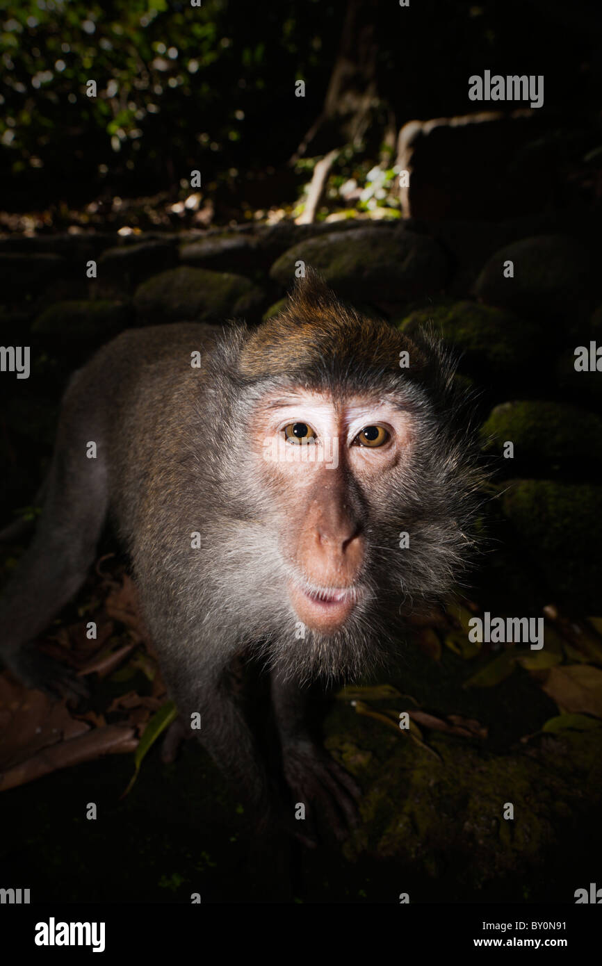 Longtailed le macaque, Macaca fascicularis, Bali, Indonésie Banque D'Images