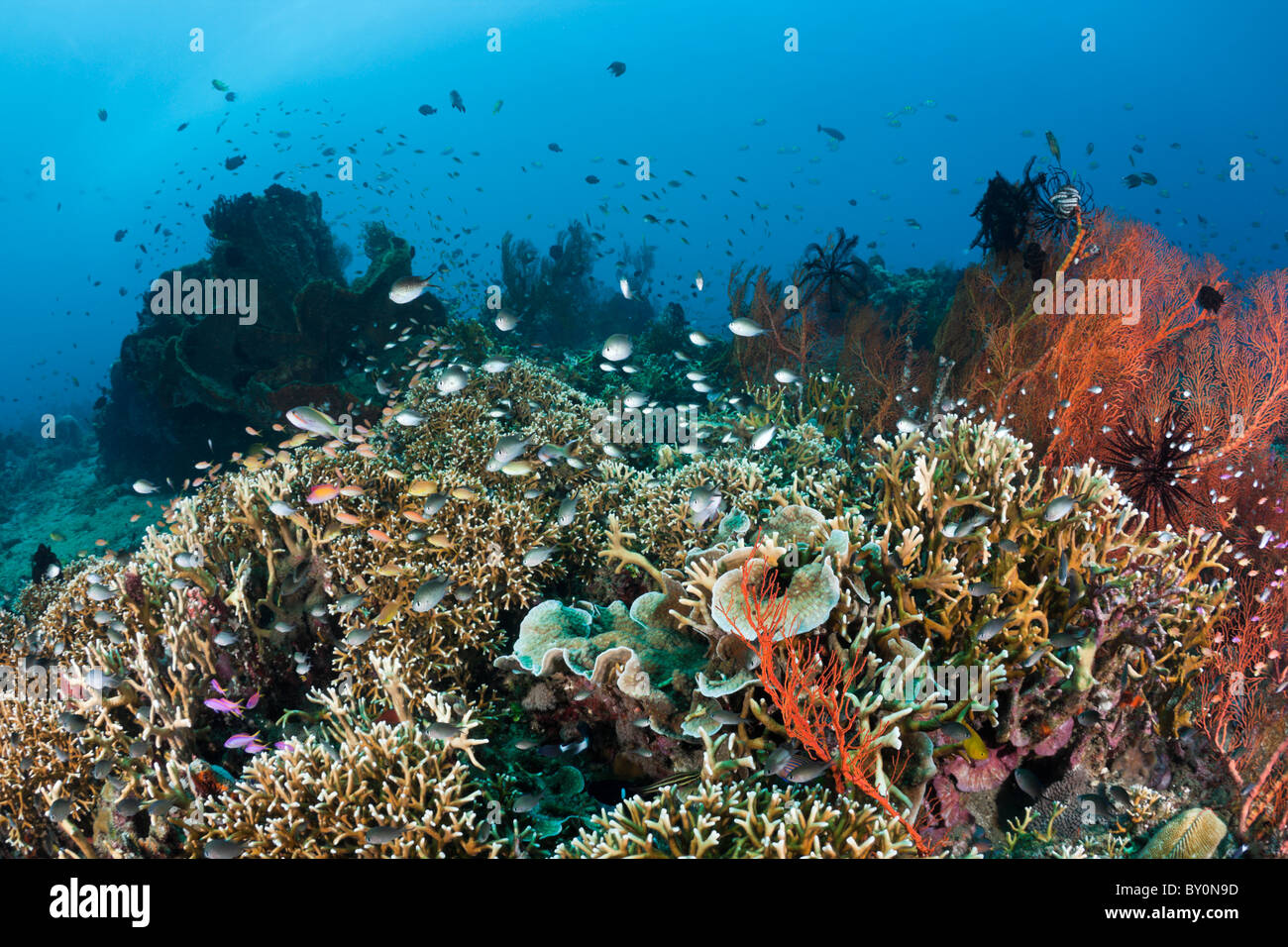 Coral Reef, Amed, Bali, Indonésie Banque D'Images
