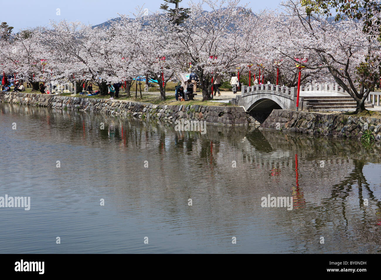 Les fleurs de cerisier de l'OGI, Parc, Saga, Japon Ureshino Banque D'Images