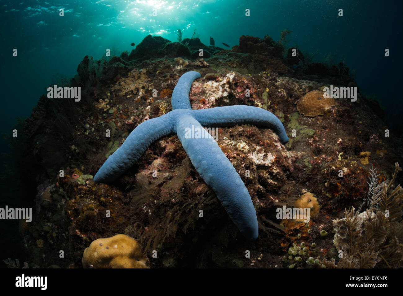 L'étoile bleue dans les récifs coralliens, Linckia laevigata, Alam Batu, Bali, Indonésie Banque D'Images