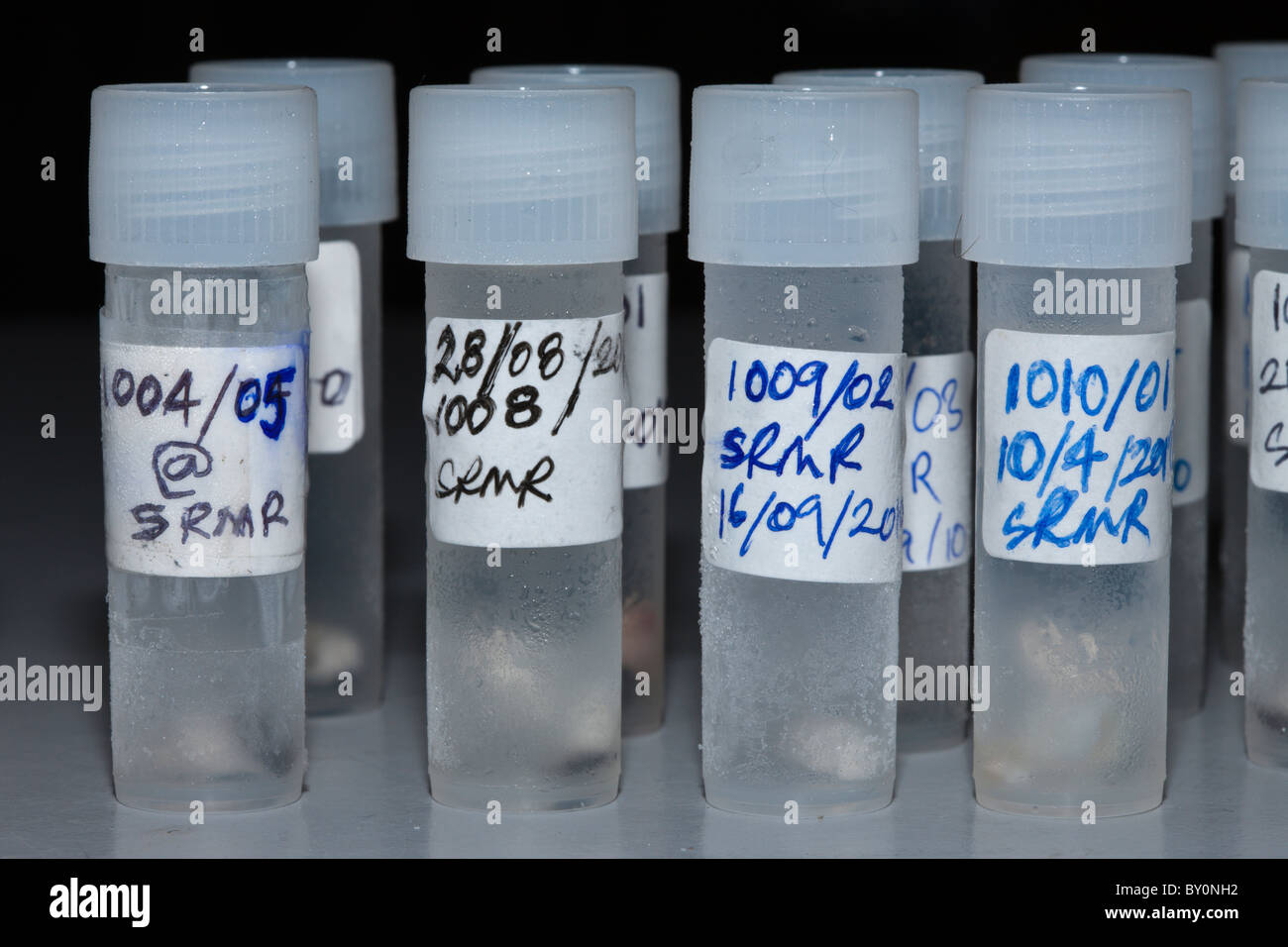 Des échantillons de peau de requin taureau, lagon de Beqa, Viti Levu, Fidji Banque D'Images