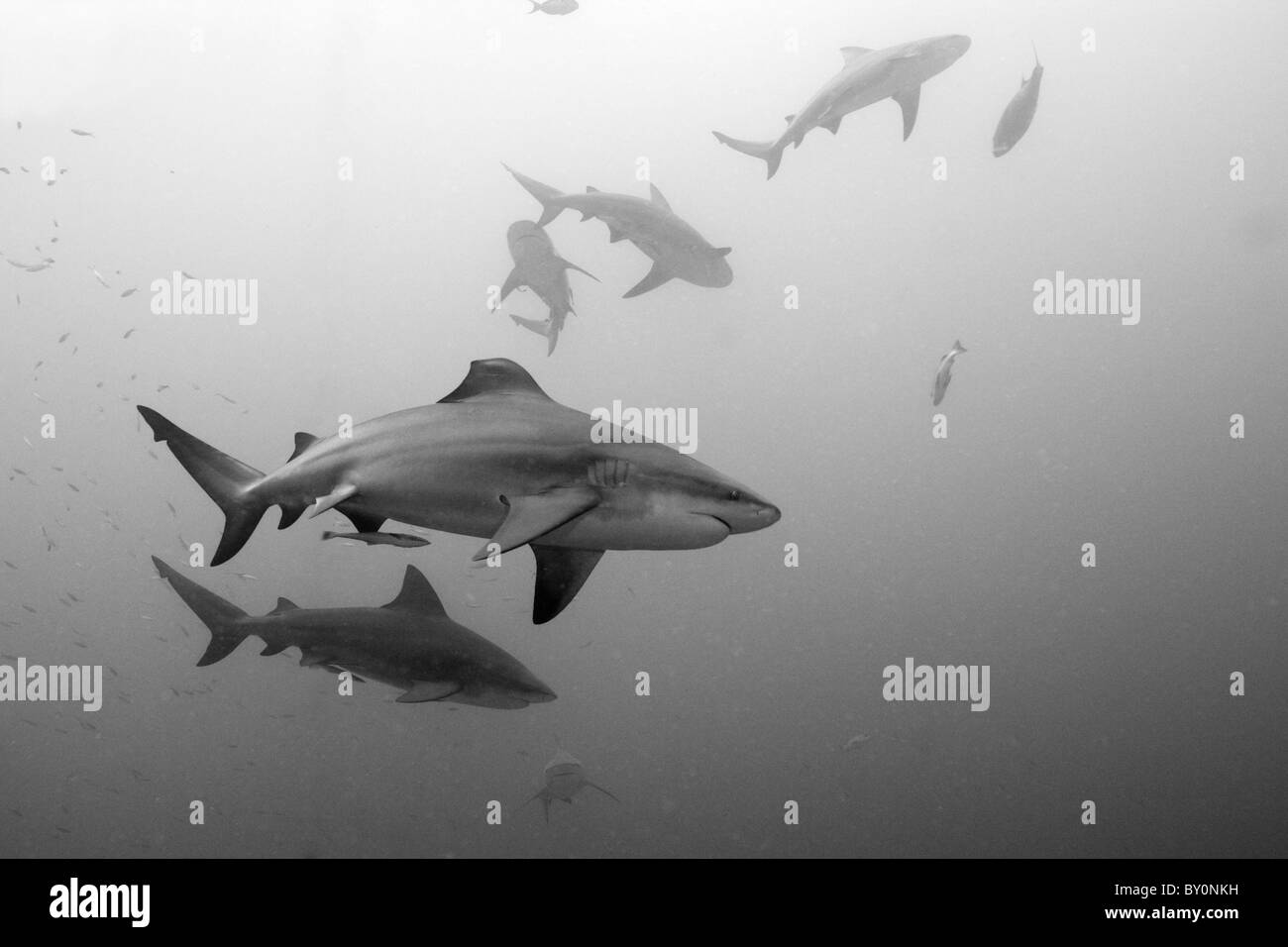 Lagon Aux Requins Banque d'image et photos - Alamy