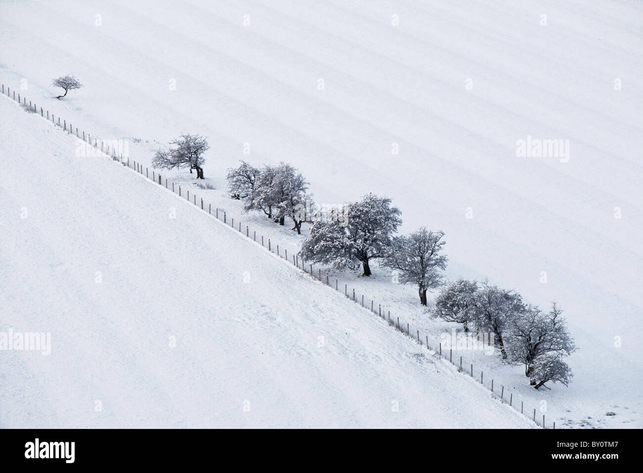 Les champs clôturés et petits arbres dans la neige, Ecosse, Royaume-Uni. Schéma montrant runrig. Banque D'Images