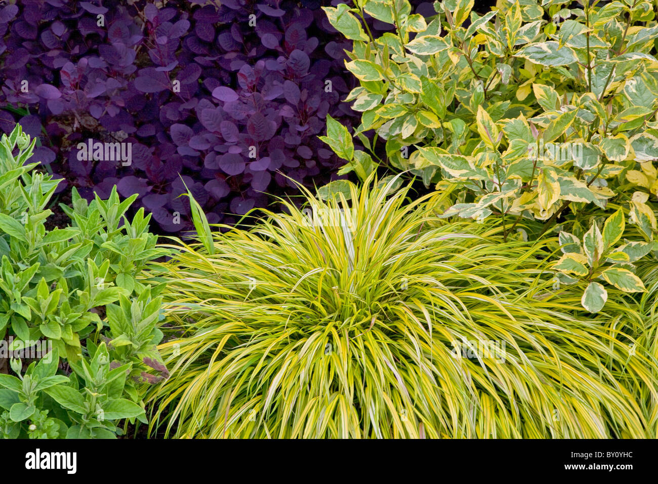 Hakonechloa macra aureola herbe dans un jardin de vivaces colorées aux frontières Banque D'Images