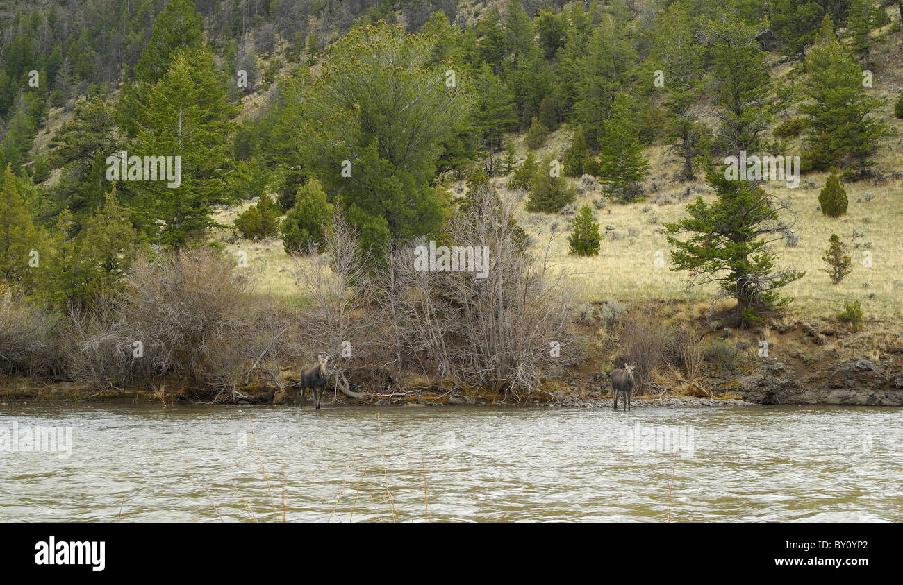 Mère et bébé orignaux traversant la rivière Shoshone. Banque D'Images