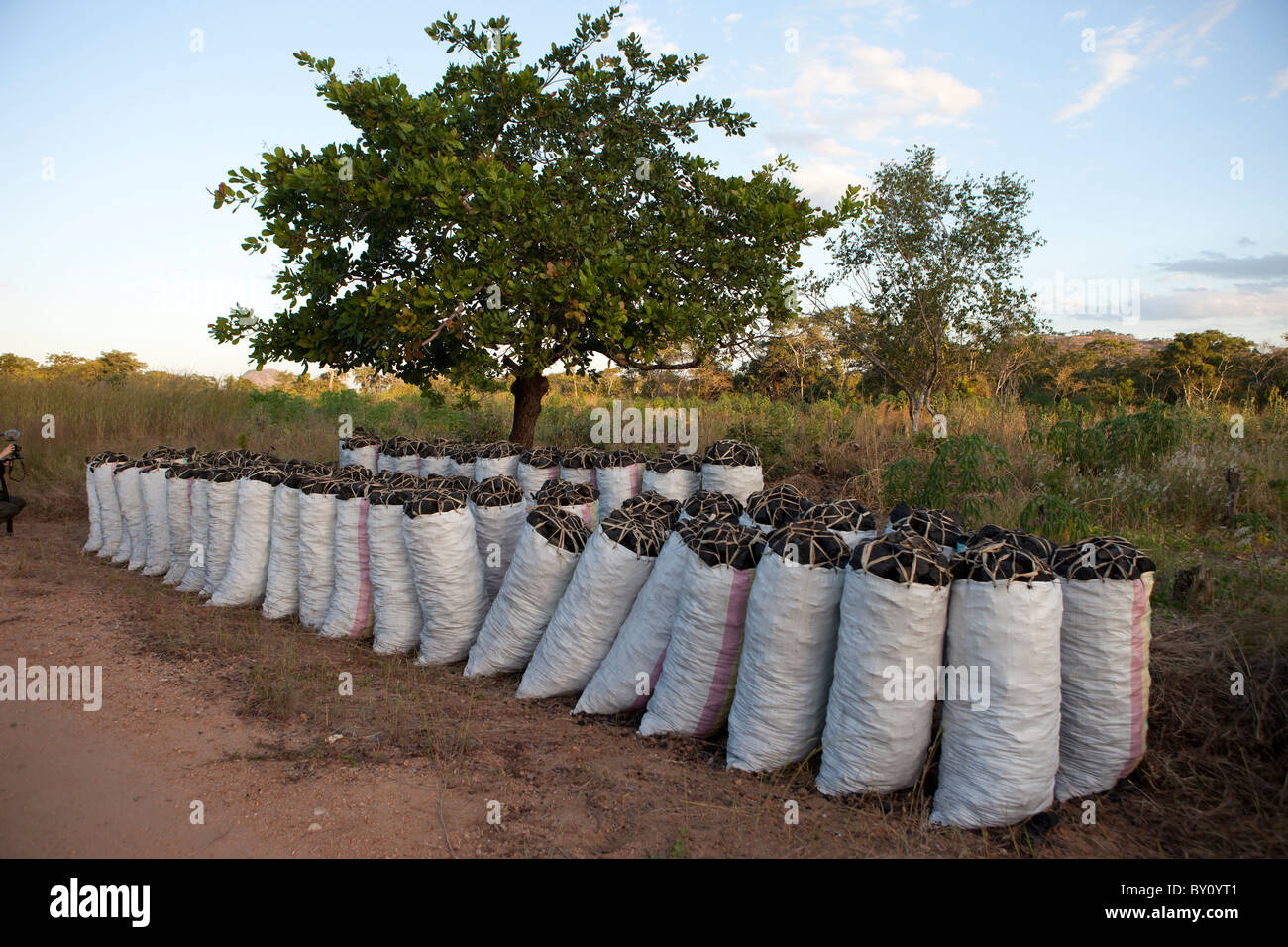 La réserve forestière de MUECATE, près de Nampula, MOZAMBIQUE, Mai 2010 : sacs de charbon pour la vente par la route. Banque D'Images