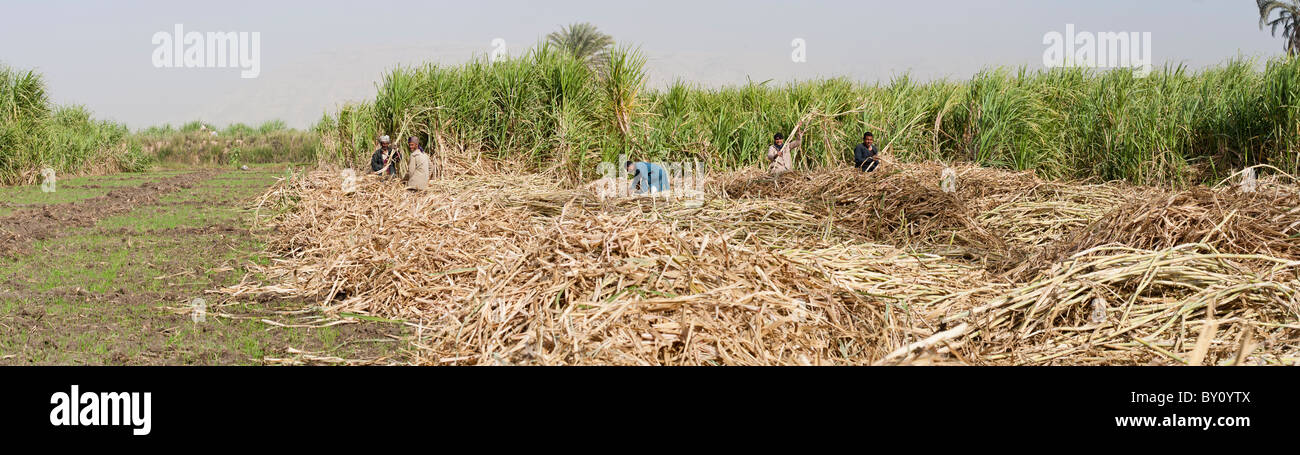 Les travailleurs de la récolte de canne à sucre dans le champ en moyenne Égypte Banque D'Images