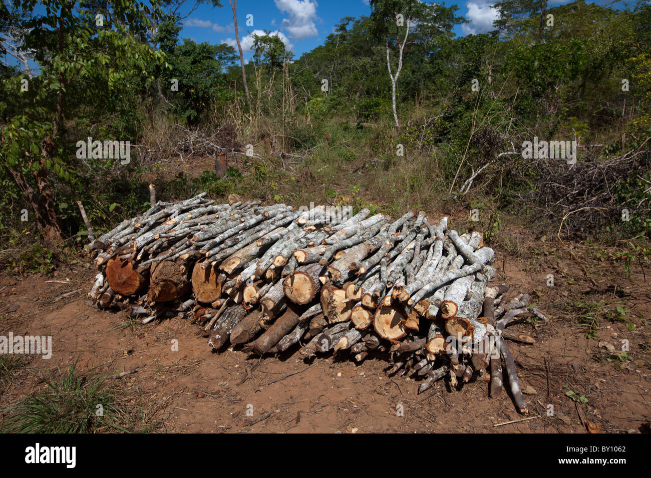 La réserve forestière de MUECATE, près de Nampula, MOZAMBIQUE, Mai 2010 : Bois coupé pour le bois de chauffage et charbon de bois à l'intérieur de la réserve forestière. Banque D'Images