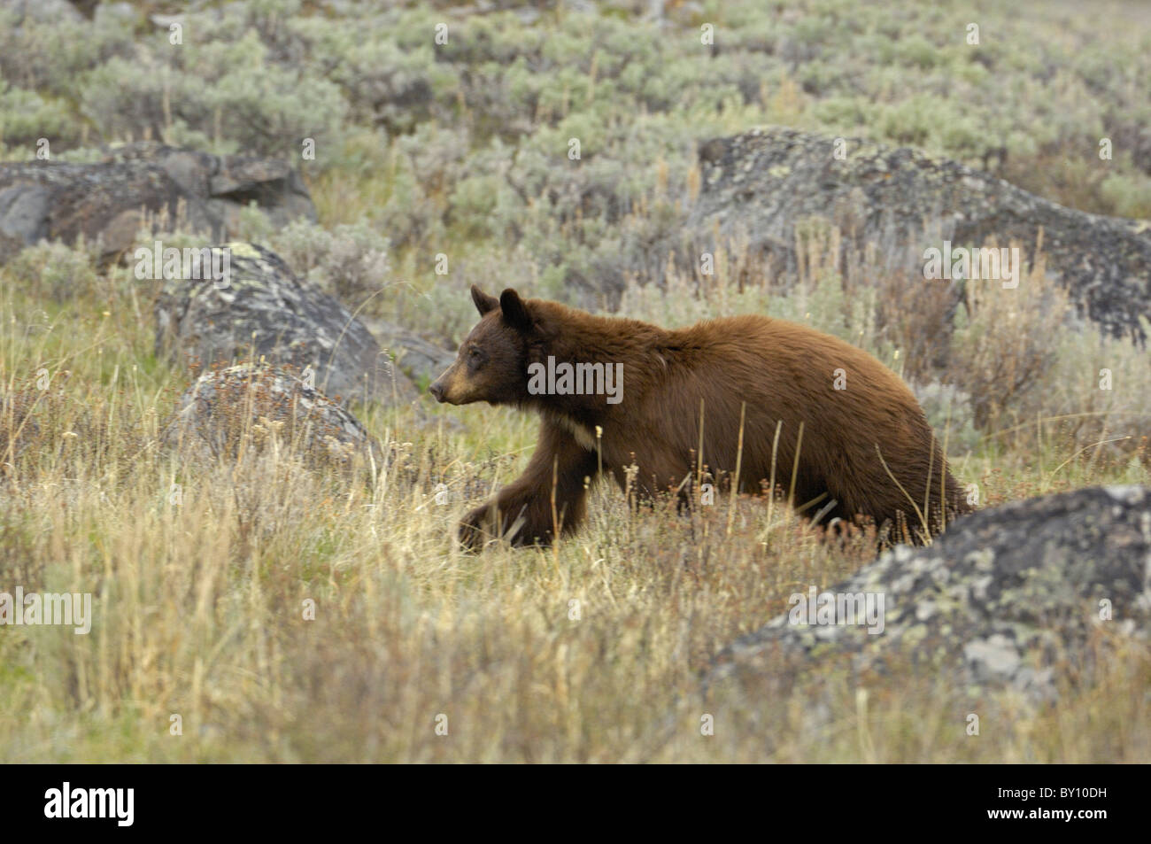 L Ours Noir De Couleur Cannelle Se Deplacant Dans Le Desert De Yellowstone Photo Stock Alamy