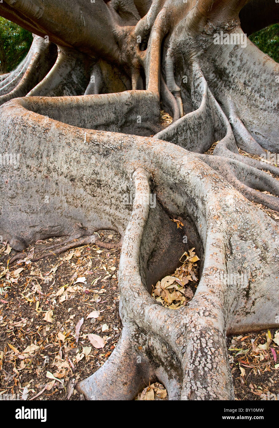 D'énormes contreforts racines de la baie de Moreton figuier Ficus macrophylla King's Park à l'ouest de l'Australie Banque D'Images