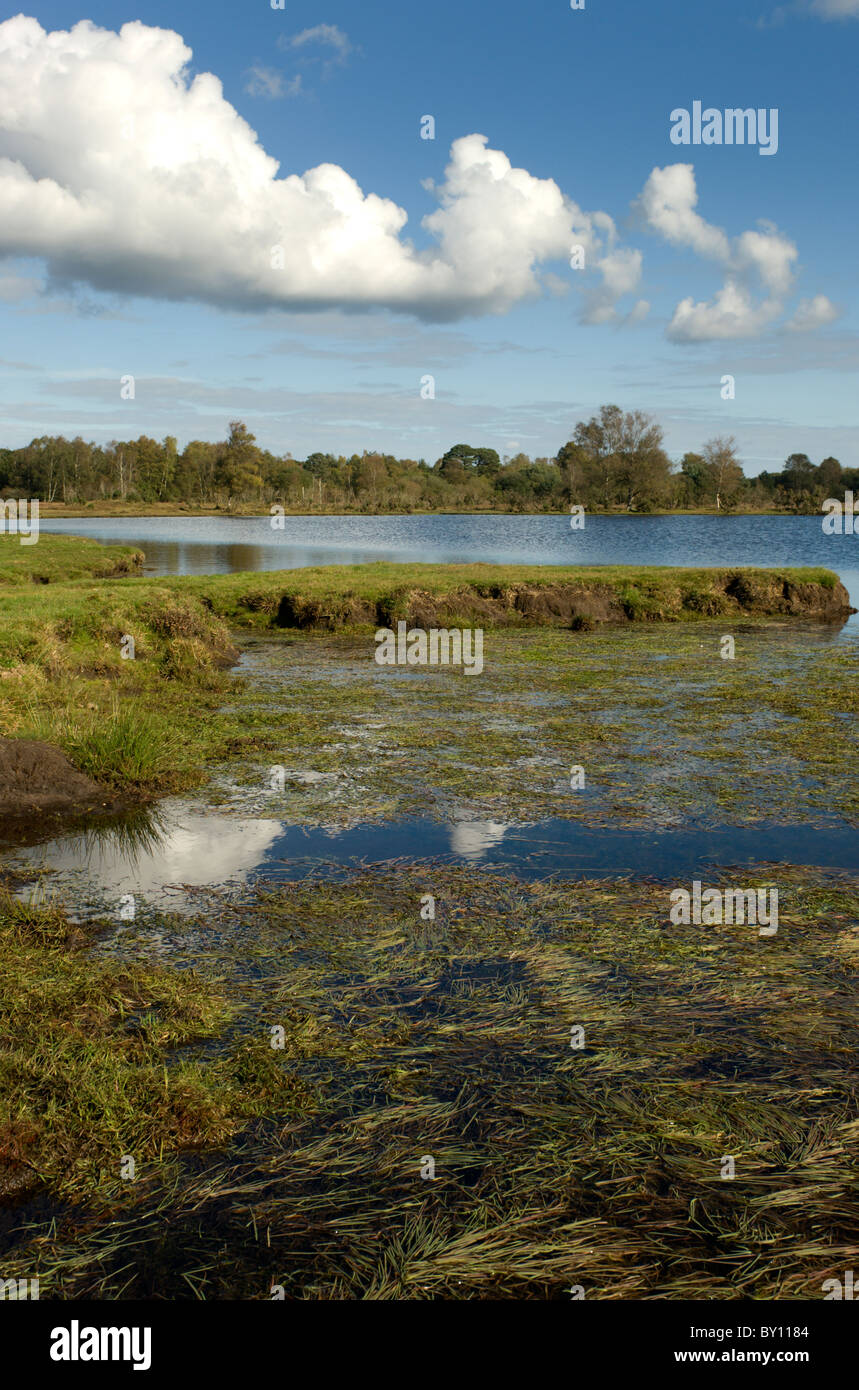 Voir l'ensemble des étangs situés près de Whitten Burley dans le parc national New Forest Banque D'Images