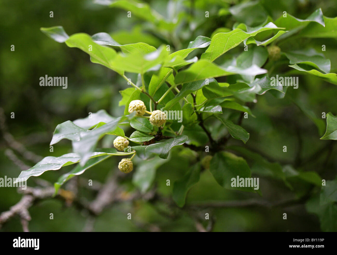 Mûrier Chinois, Mandarin Cudrang ou Berry, Melon du Parthenocissus tricuspidata Cudrania Maclura (du Parthenocissus tricuspidata), Moraceae. L'Asie de l'Est. Banque D'Images