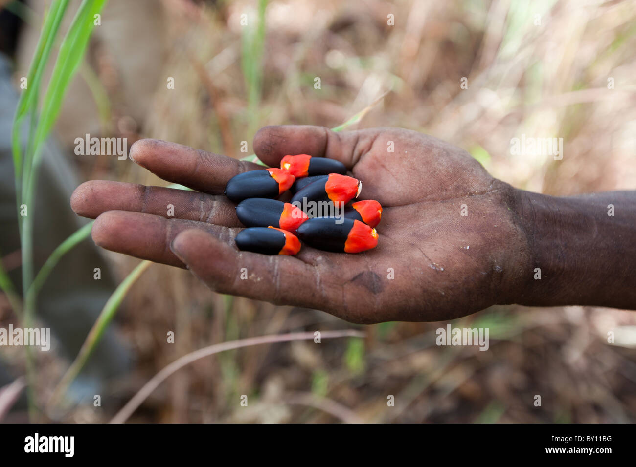 MECEBURI FOREST RESERVE, près de Nampula, MOZAMBIQUE, Mai 2010 : La semence de l'Afzelia Guanzensis ou Chamfuta arbre. Banque D'Images