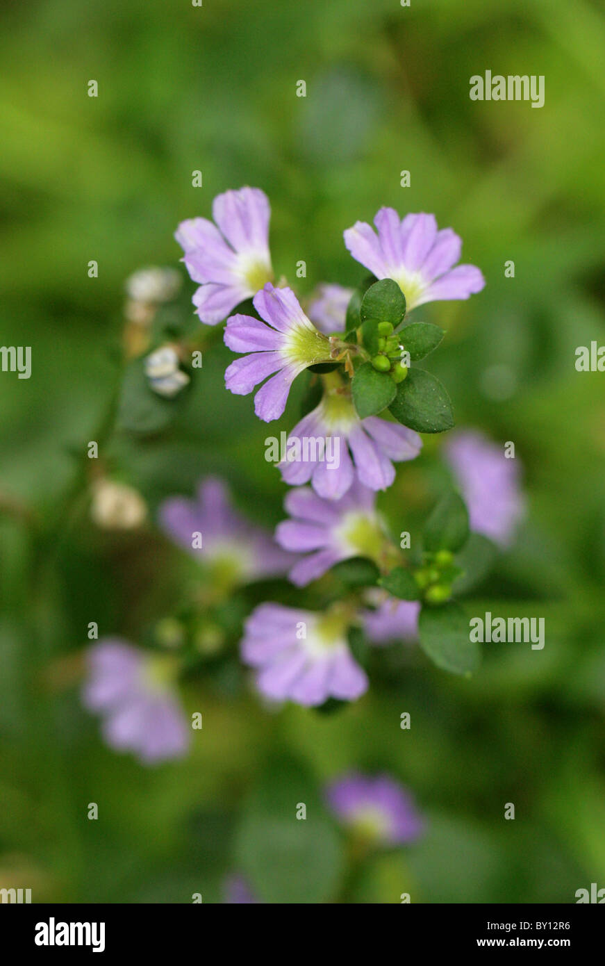 Fan de fée-fleur ou ventilateur commun-fleur, Scaevola aemula, Goodeniaceae, l'Australie et la Tasmanie. Banque D'Images