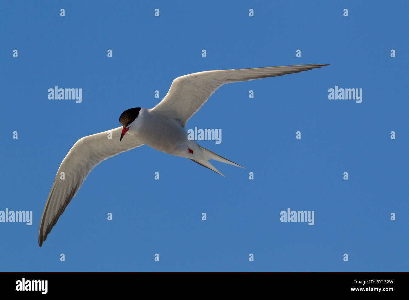 La sterne pierregarin (Sterna hirundo), adulte oiseau en vol Banque D'Images