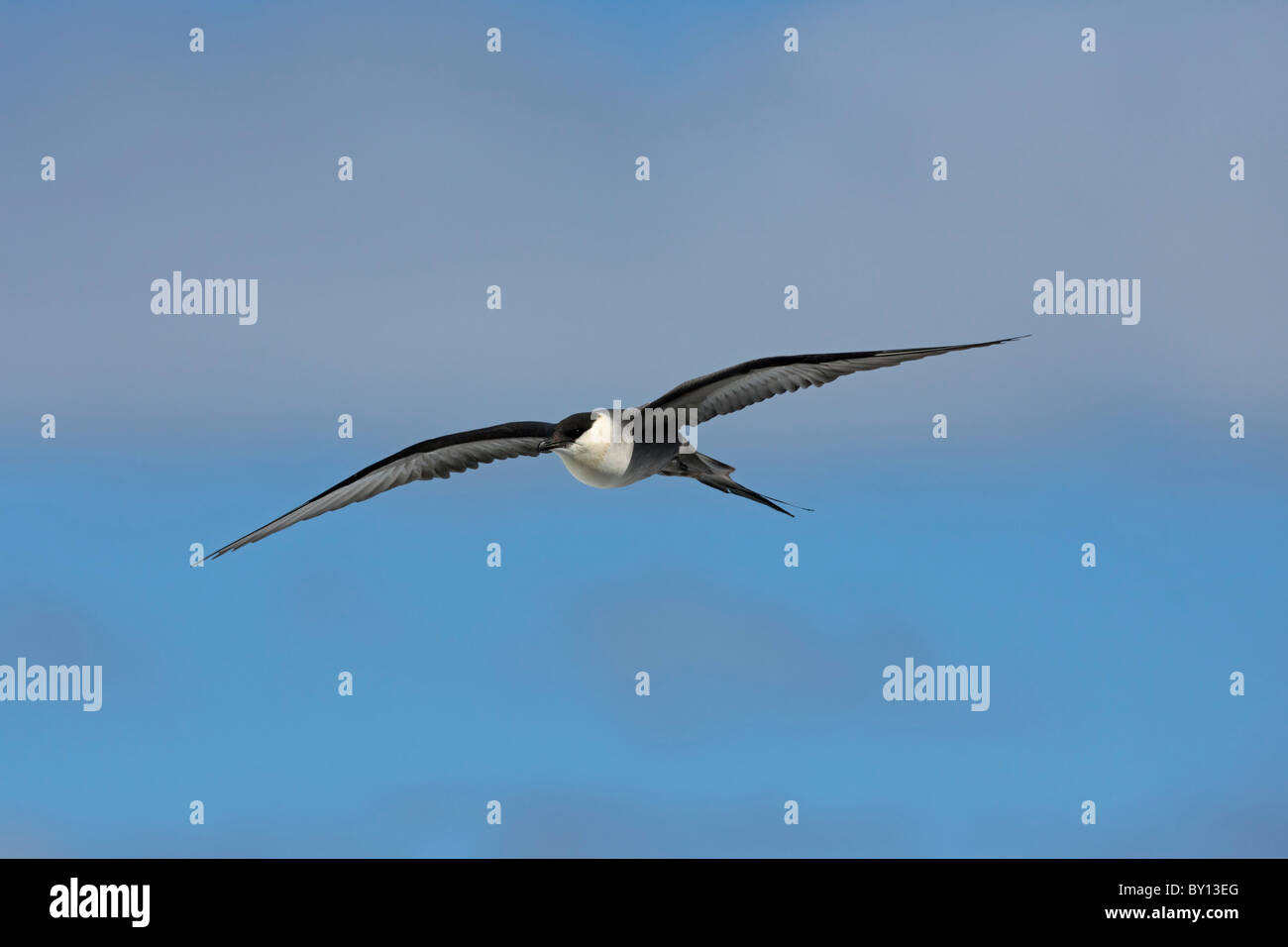 Labbe à longue queue (Stercorarius longicaudus)), d'oiseaux adultes en vol, la Suède Banque D'Images