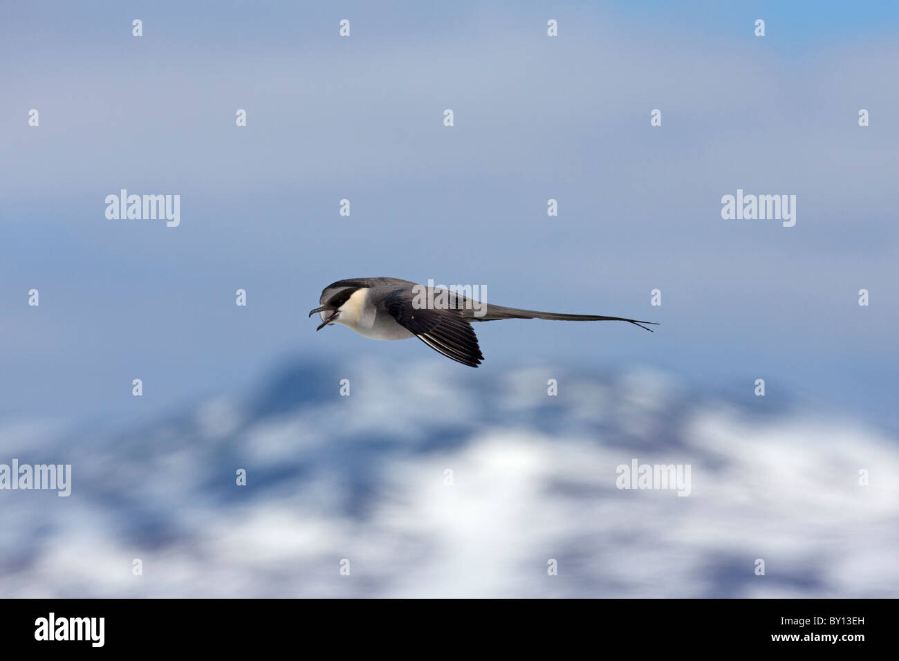 Labbe à longue queue (Stercorarius longicaudus)), d'oiseaux adultes en vol, la Suède Banque D'Images