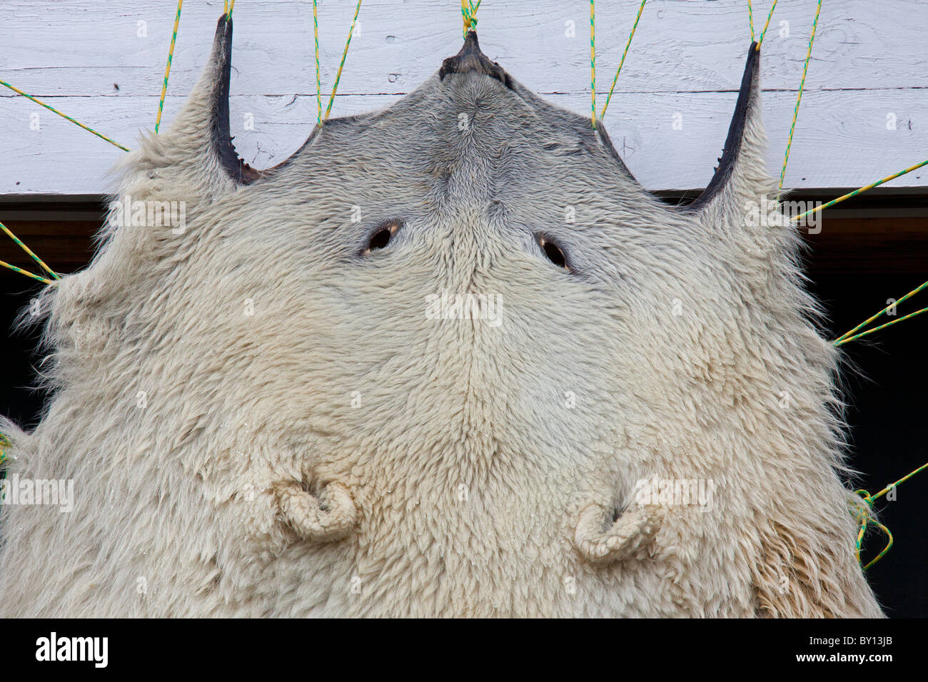 L'ours polaire (Ursus maritimus / Thalarctos maritimus) peau tendue sur cadre en Disko-Bay West-Greenland, Ilulissat, Groenland, Banque D'Images