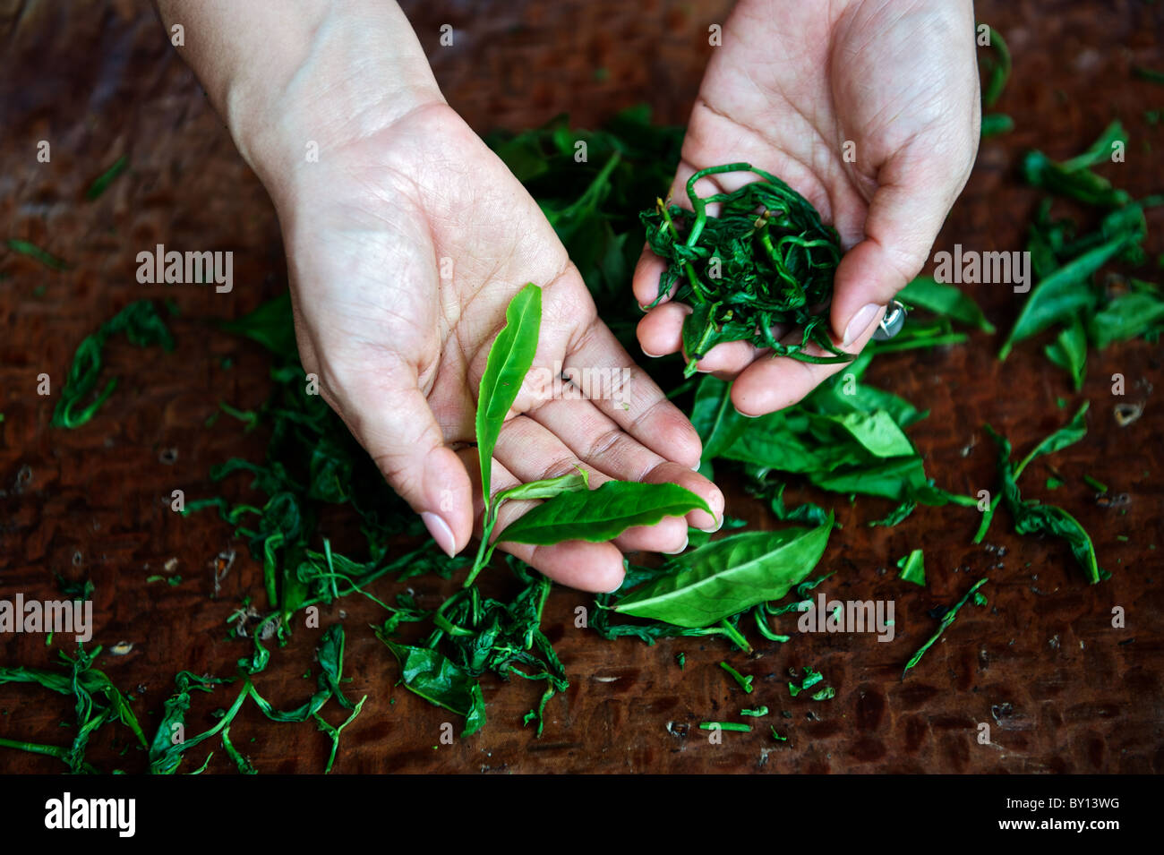 Les feuilles de thé à la plantation de thé noir d'Assam dans Sun Moon Lake, Taiwan. Banque D'Images