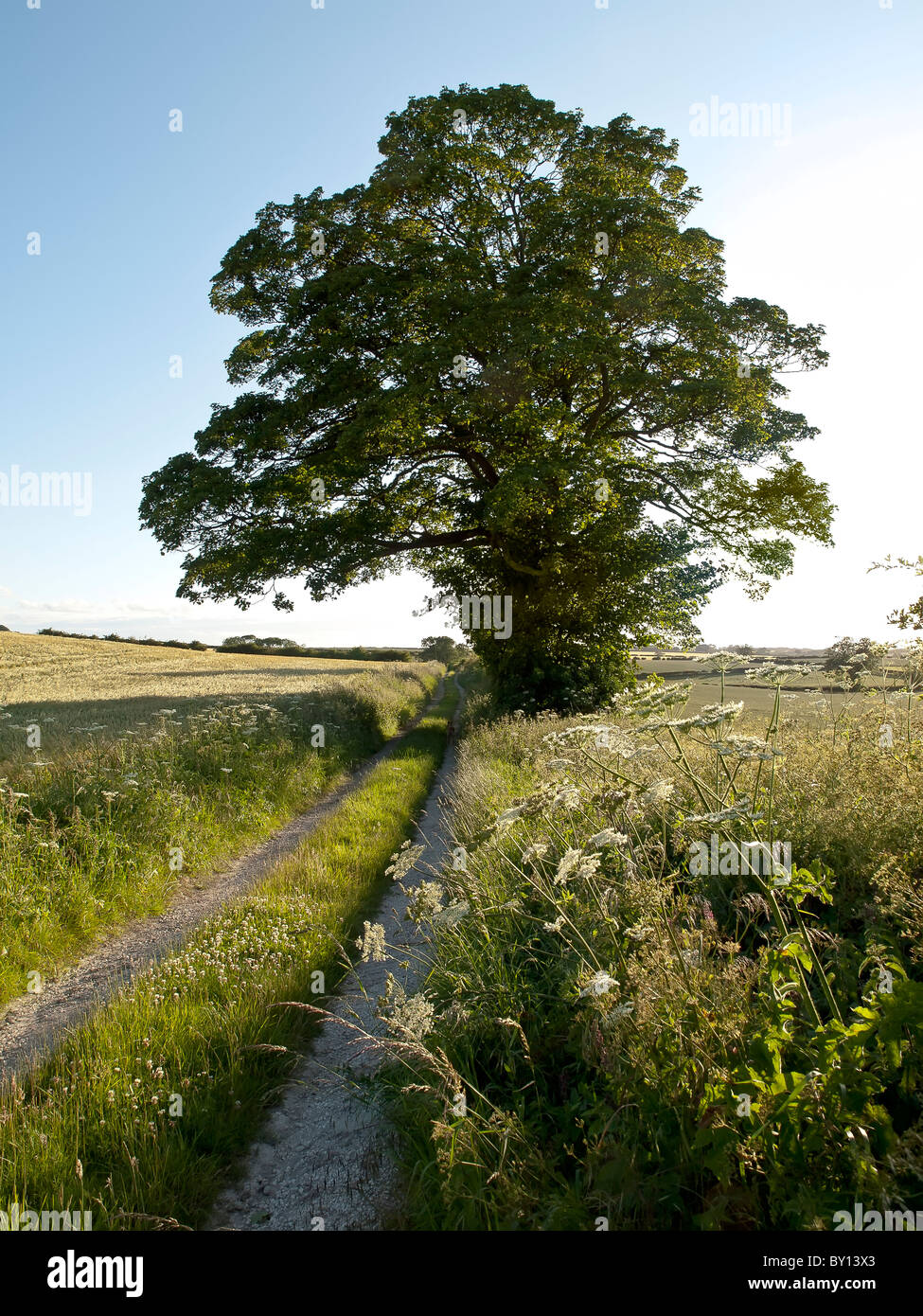 Scène rurale sur l'English Channel montrant lane, sentier, bridleway. Banque D'Images