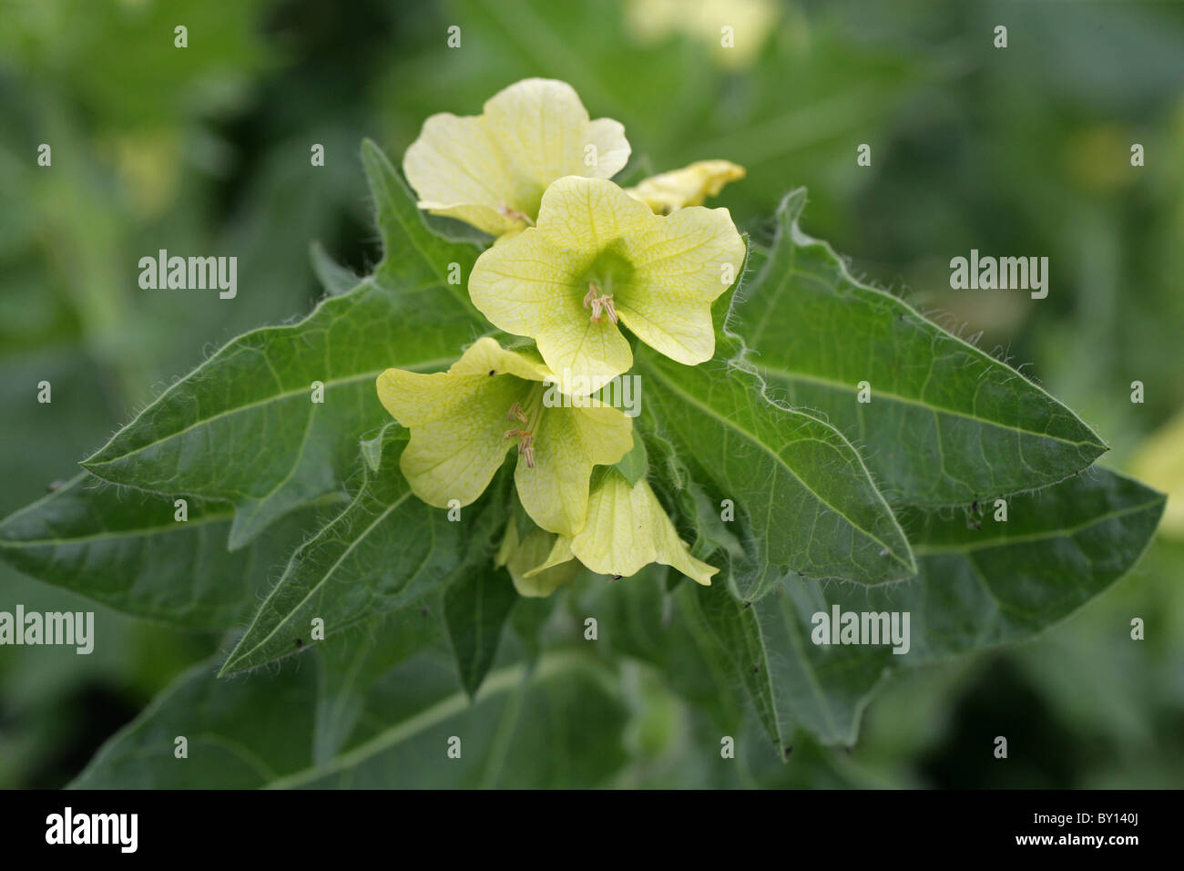 Puant, jusquiame Jusquiame noire ou Morelle, Hyoscyamus niger, Solanaceae. L'Europe et l'Asie. Plante toxique, toxique. Banque D'Images