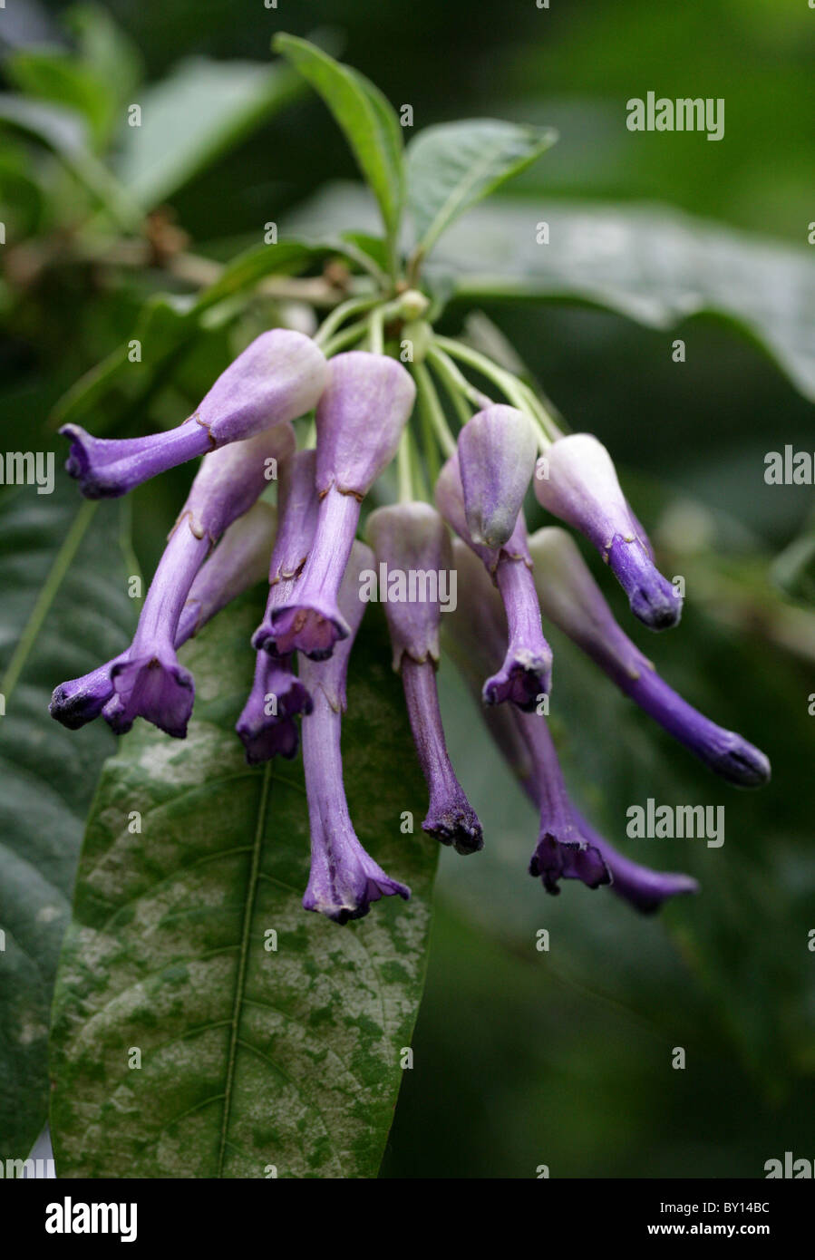 Iochroma calycina, Solanaceae, Equateur, Amérique du Sud Banque D'Images