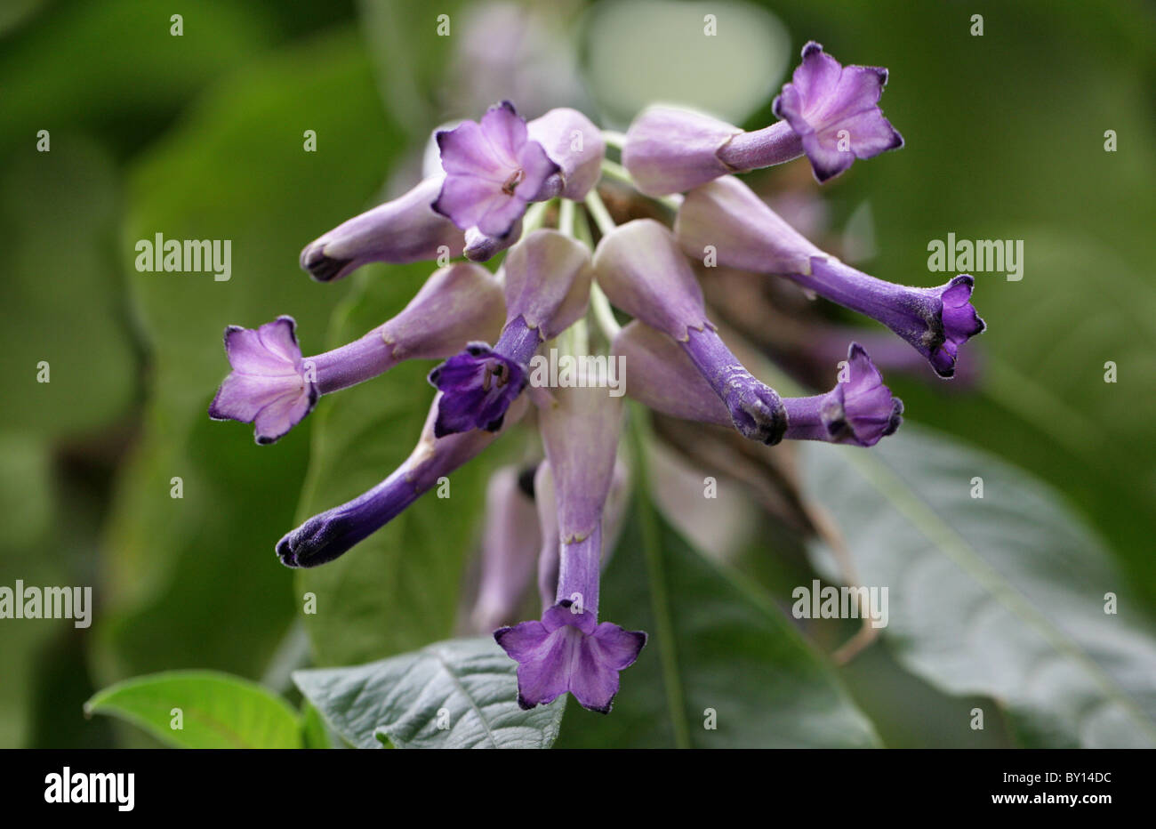 Iochroma calycina, Solanaceae, Equateur, Amérique du Sud Banque D'Images