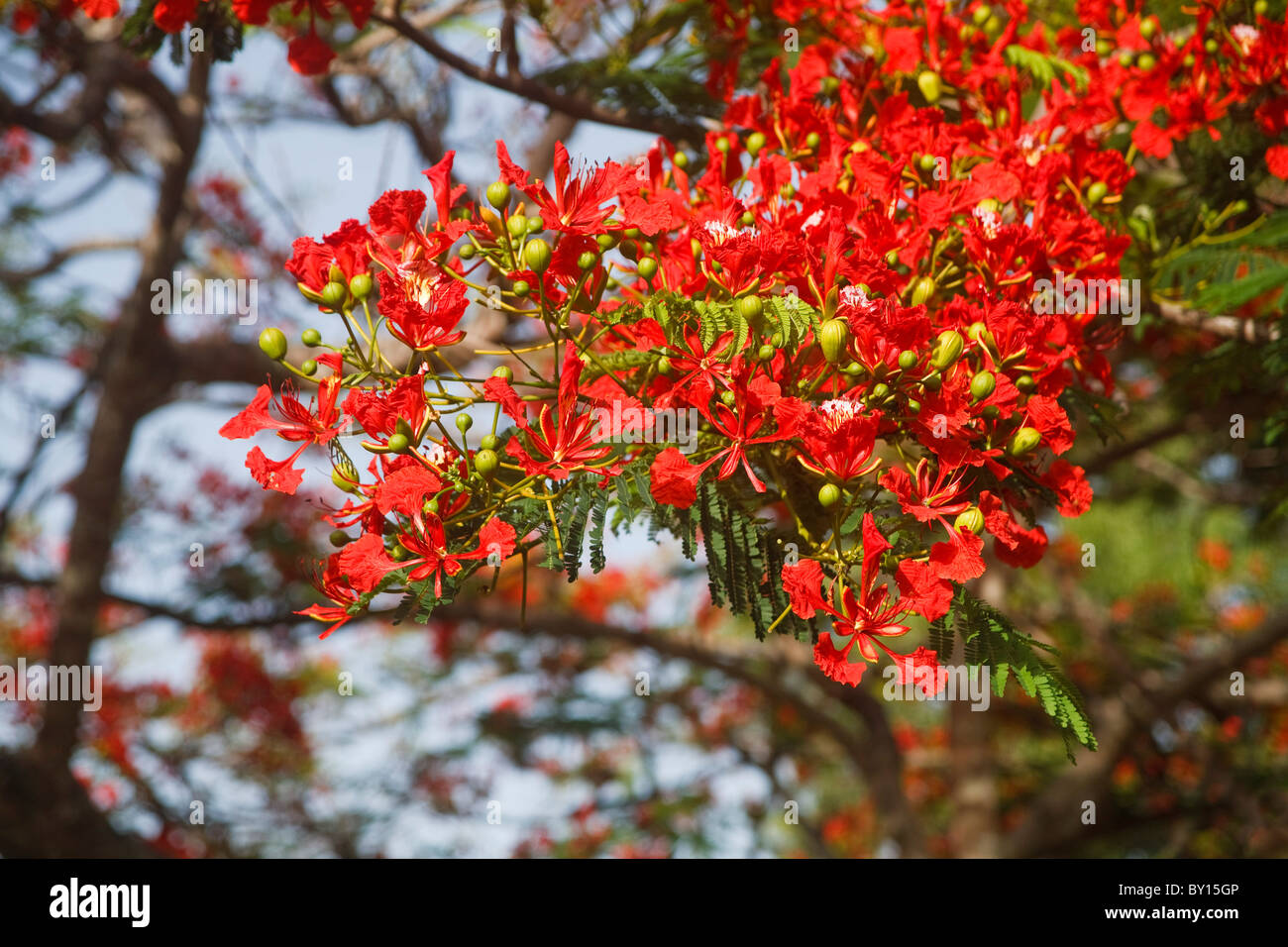 Arbre Flamboyant en pleine floraison, les jardins botaniques Trinité Banque D'Images