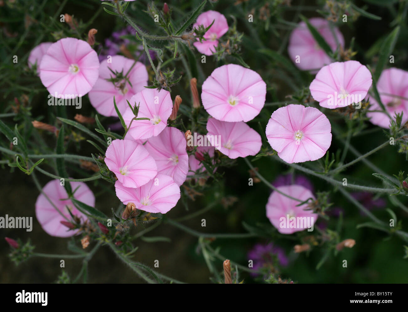 Convolvulus rose, Convolvulus cantabrica, Convolvulaceae, sud-est de l'Europe et l'Asie occidentale. Banque D'Images
