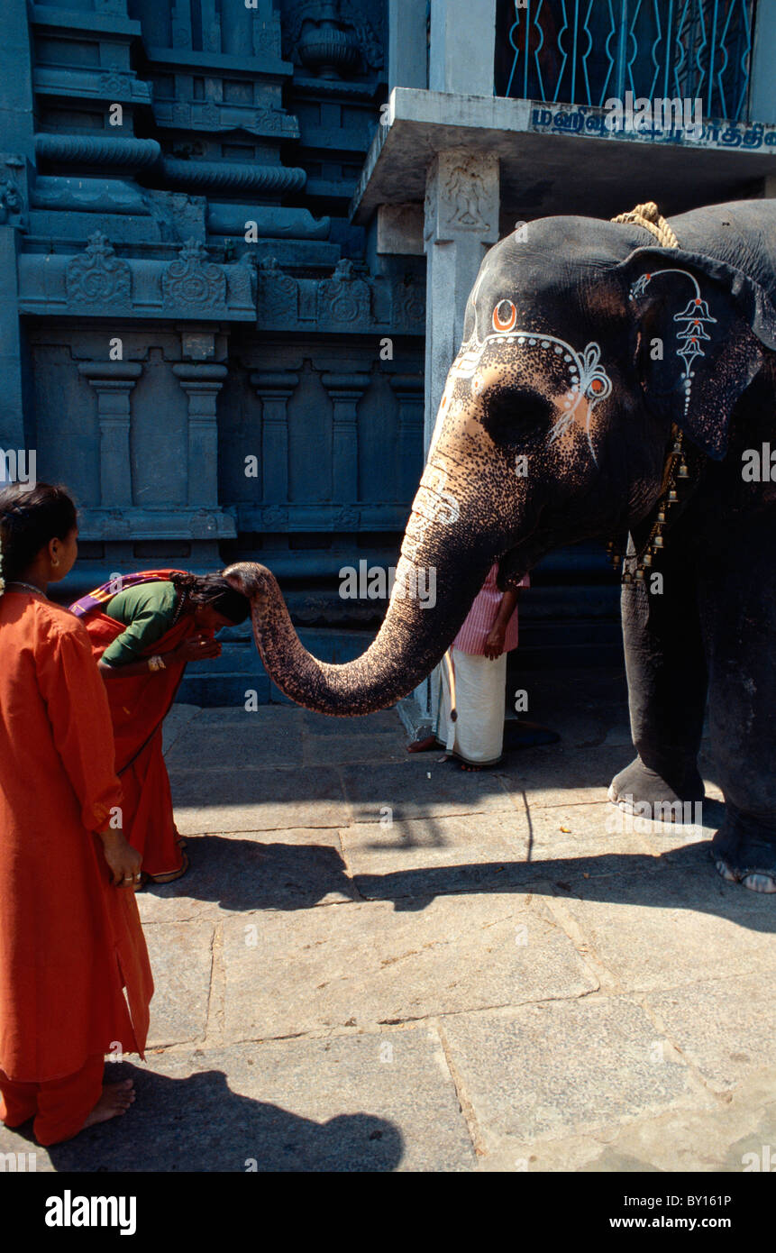 Visiteur bénit l'éléphant, Kamakshi Amman Temple, Kanchipuram (Tamil Nadu), Inde Banque D'Images