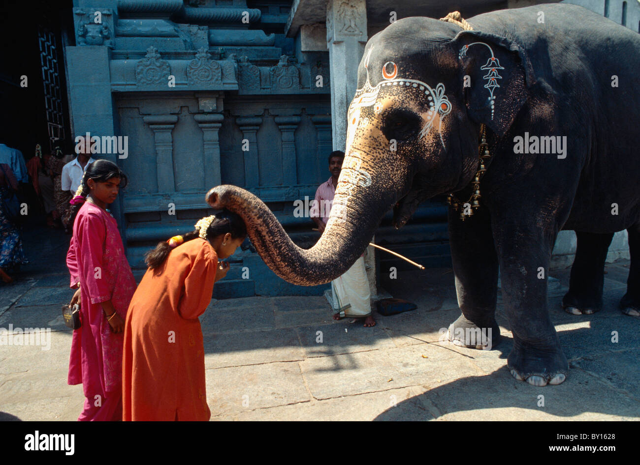 Visiteur bénit l'éléphant, Kamakshi Amman Temple, Kanchipuram (Tamil Nadu), Inde Banque D'Images