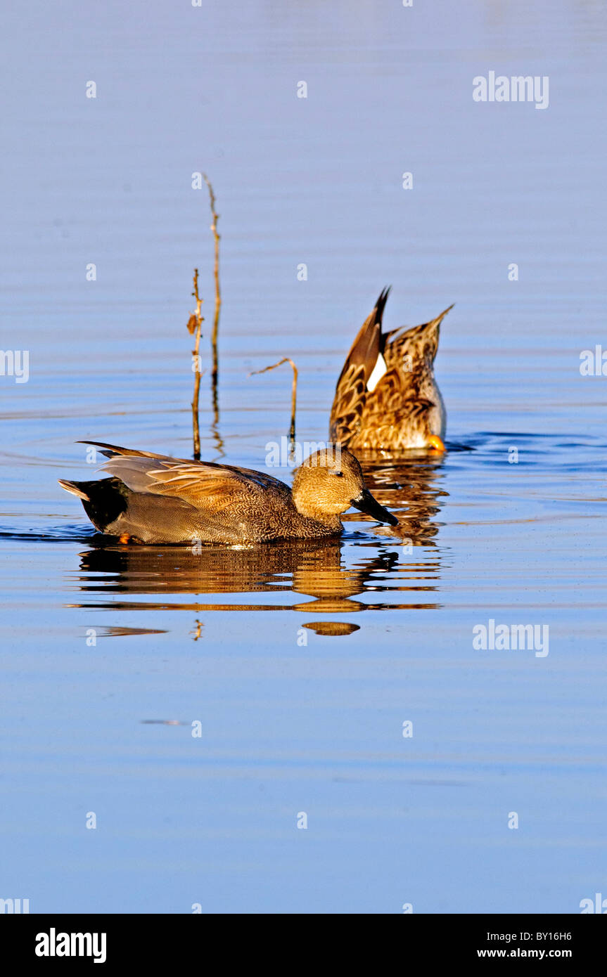 Mallard poules à Cosumnes River Préserver, région du Delta, dans le Nord de la Californie. Banque D'Images