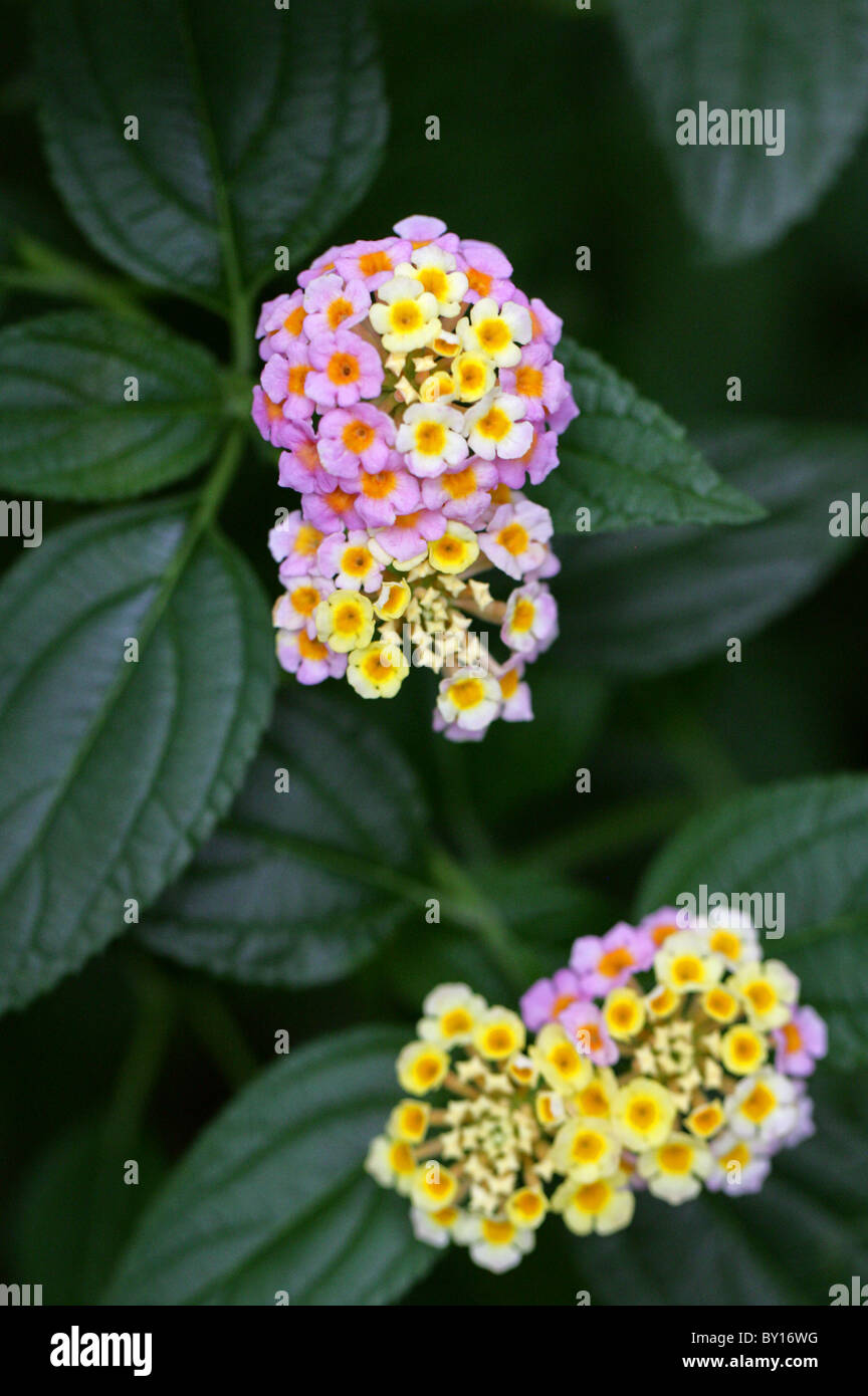 Drapeau espagnol, Lantana camara, Verbenaceae, tropicales en Amérique centrale et du Sud Banque D'Images