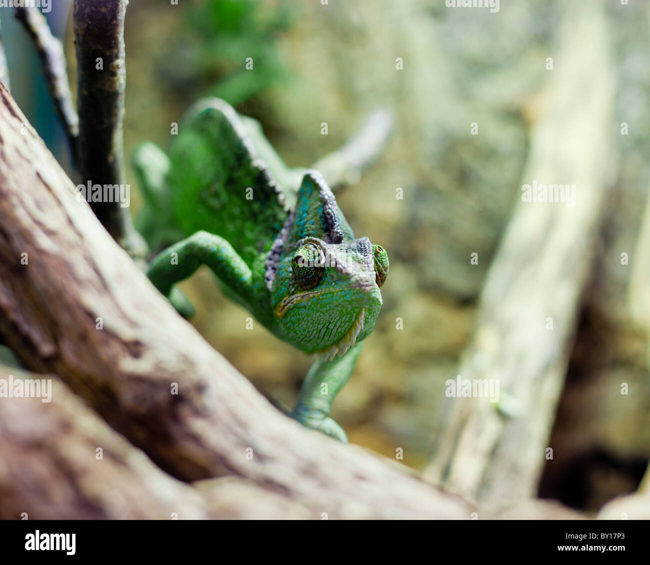 Chameleon voilée en captivité - Chameleo Calyptratus Banque D'Images