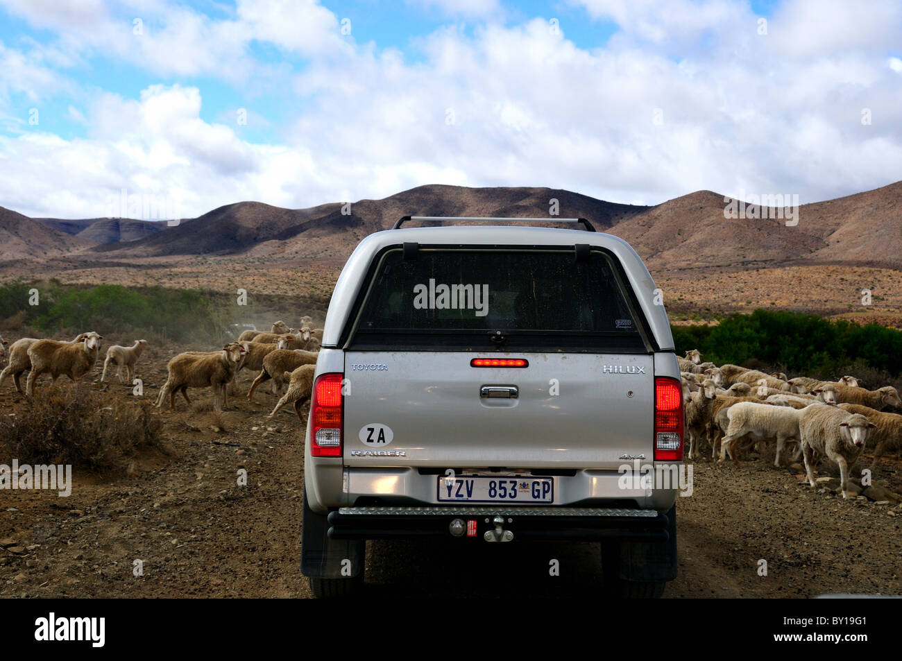 Un camion d'arrêté par un troupeau de moutons sur la route. L'Afrique du Sud. Banque D'Images