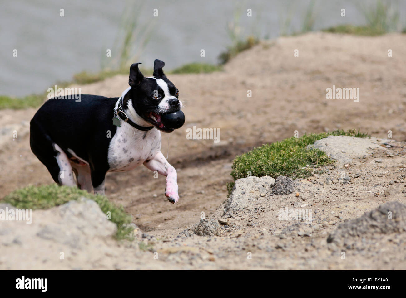 Boston terrier noir et blanc chien marche le long des rochers avec la balle dans sa bouche Banque D'Images