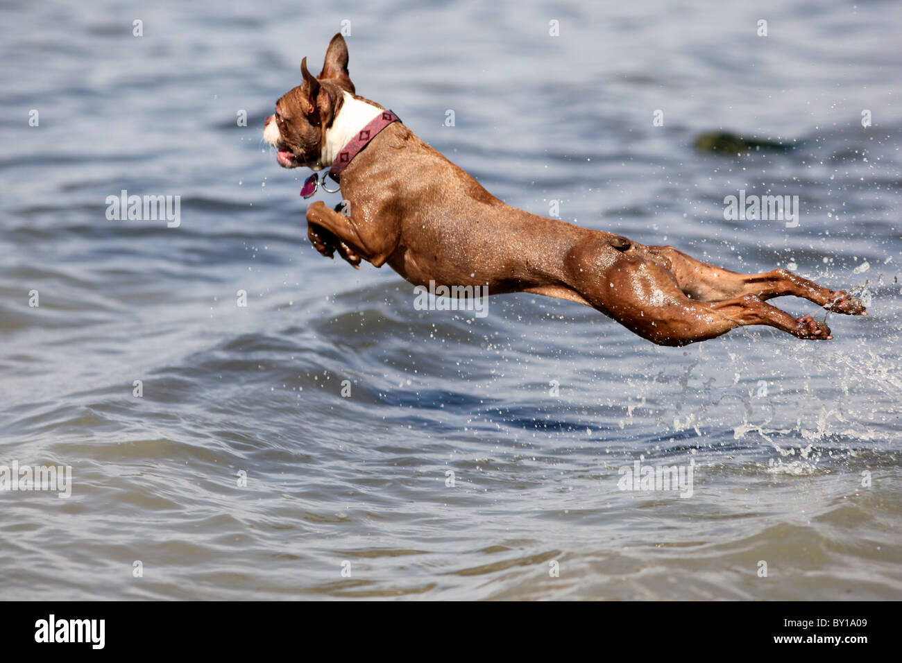 Un chien de terrier de boston rouge brun bondit dans l'eau voler dans l'air Banque D'Images