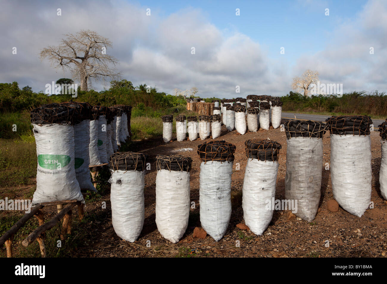 MECATI Forêt, Près de Nampula, MOZAMBIQUE, Mai 2010 : sacs de charbon pour la vente par la route. Banque D'Images