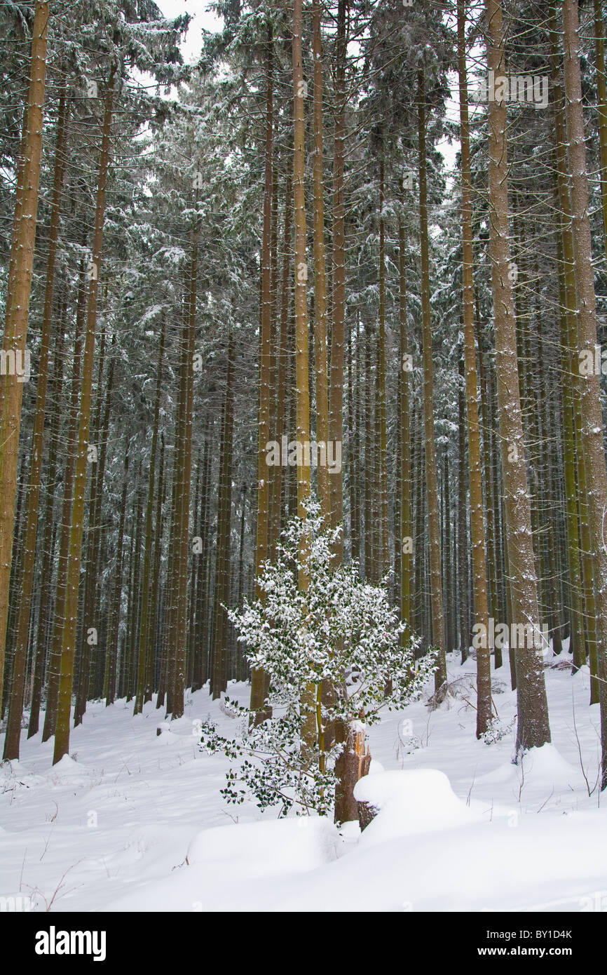 Forêt de sapin en profonde winte Banque D'Images