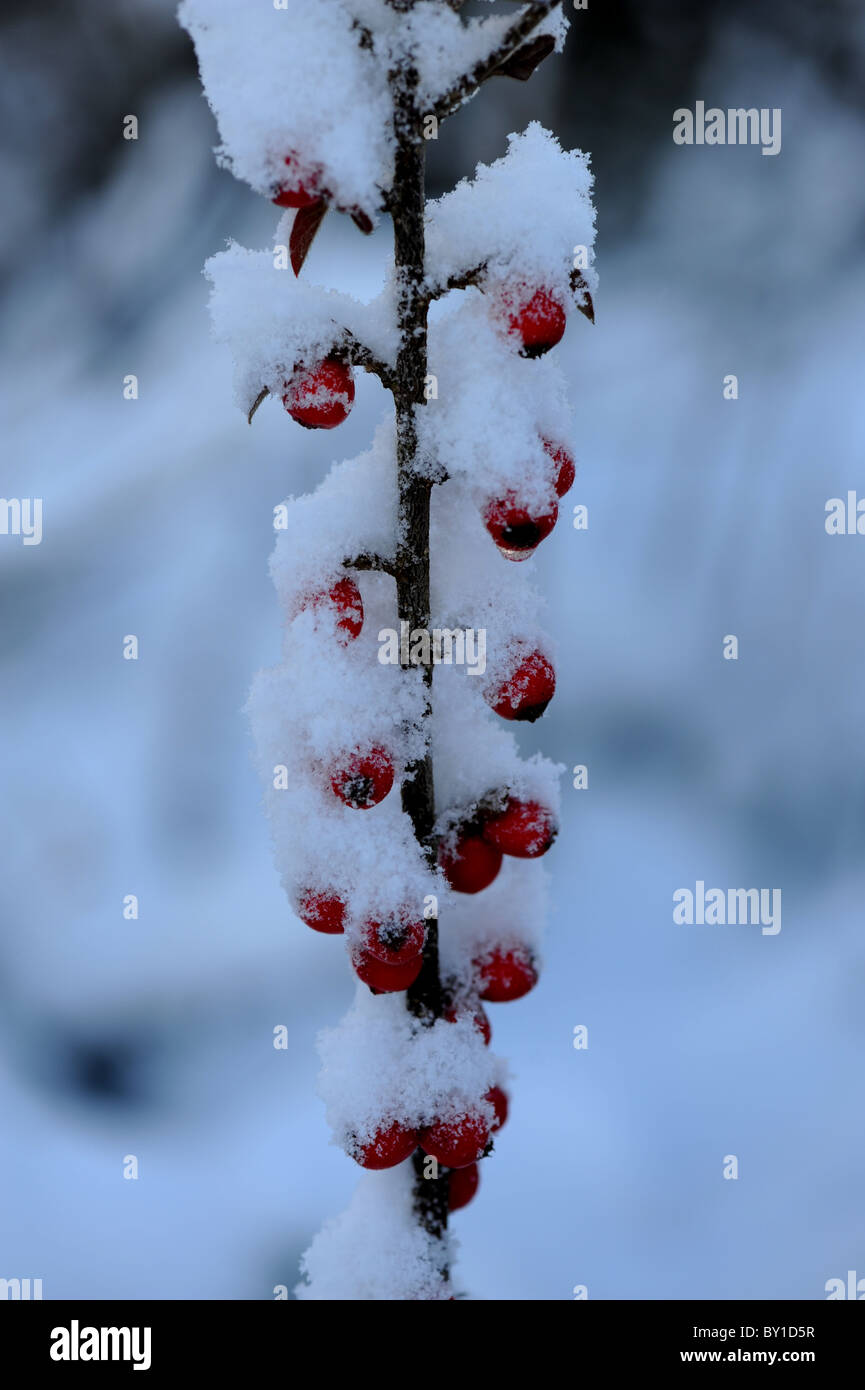 La neige s'est tenue à arbuste aux fruits rouges sur brindille de Pyrocanthus Banque D'Images
