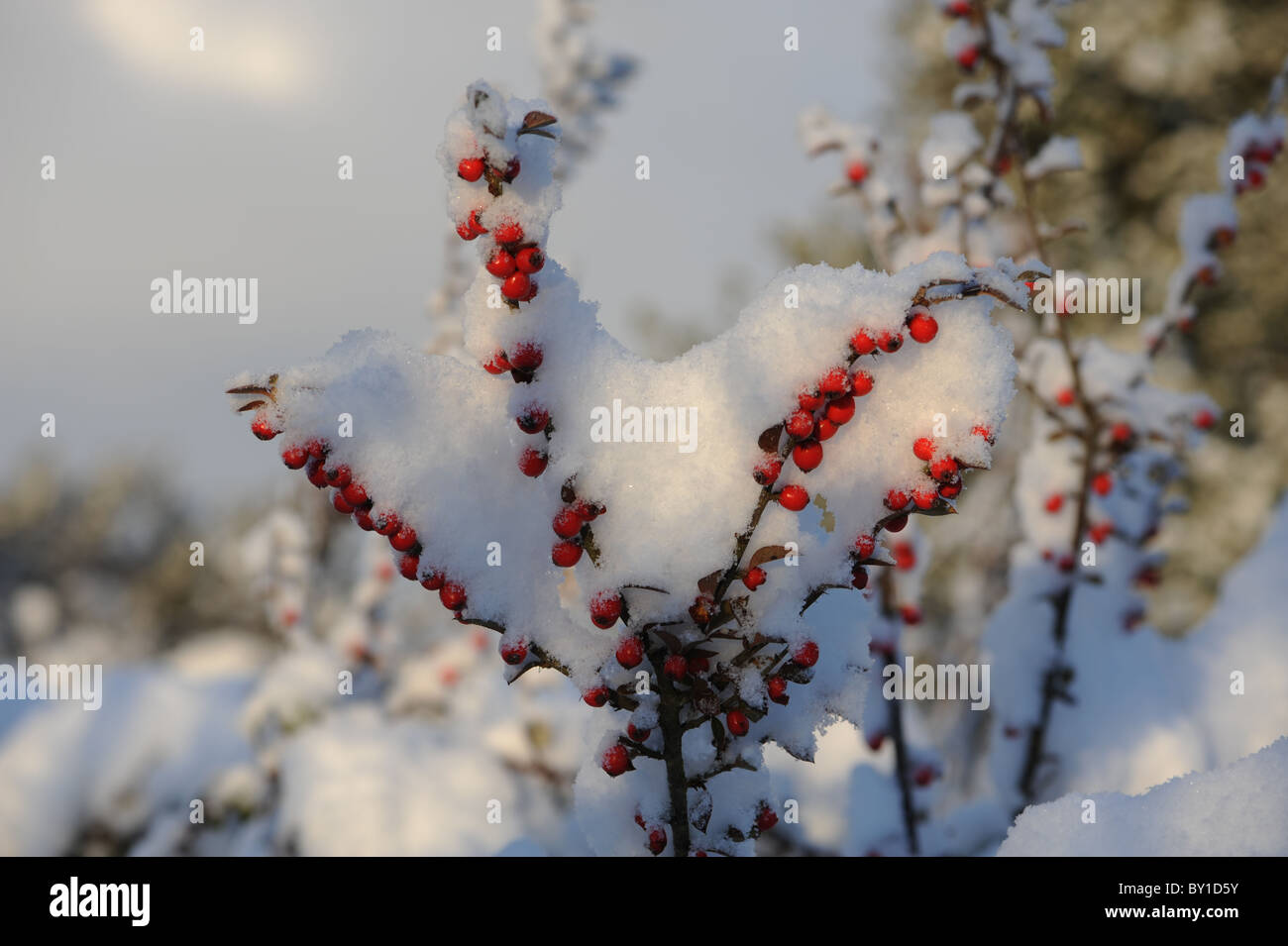 La neige s'est tenue à arbuste à fruits rouges de Pyrocanthus Banque D'Images