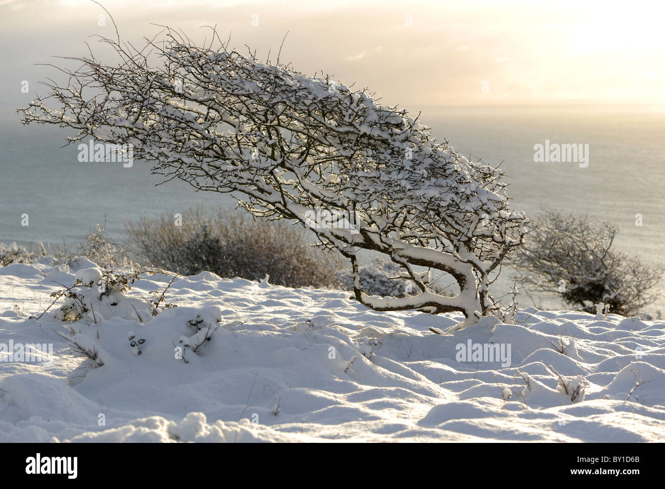 Arbre du vent dans la neige profonde sur la plage avec vue sur la mer et le soleil bas en arrière-plan Banque D'Images