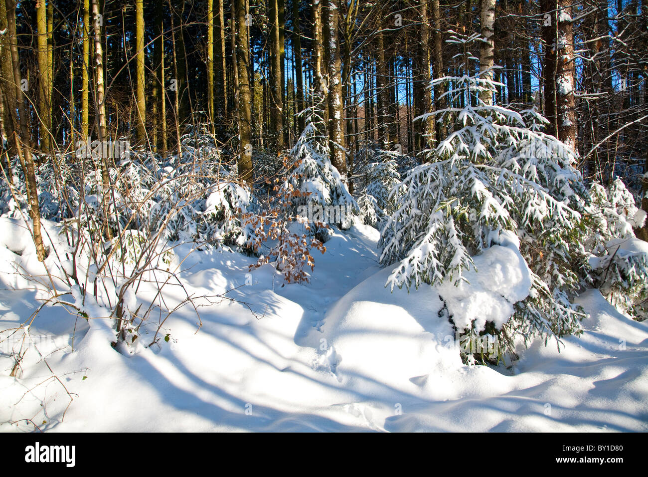 Forêt en profondeur de l'hiver Banque D'Images