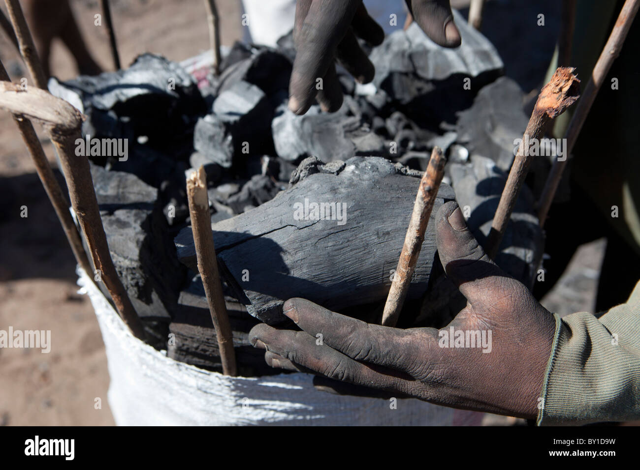 MECATI Forêt, Près de Nampula, MOZAMBIQUE, Mai 2010 : un groupe de producteurs de charbon de bois et charbon de bois sac de recueillir. Banque D'Images