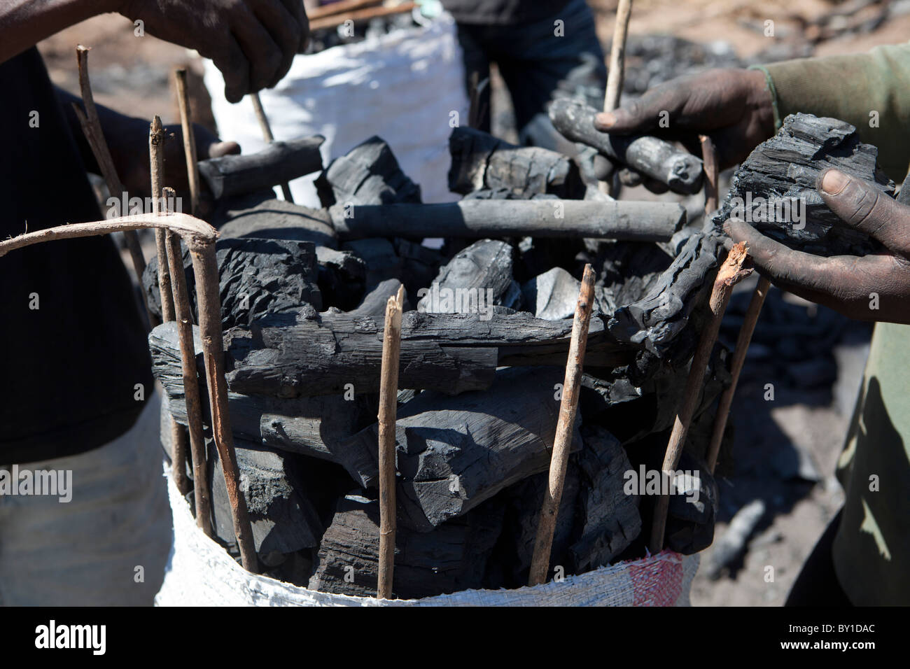 MECATI Forêt, Près de Nampula, MOZAMBIQUE, Mai 2010 : un groupe de producteurs de charbon de bois et charbon de bois sac de recueillir. Banque D'Images